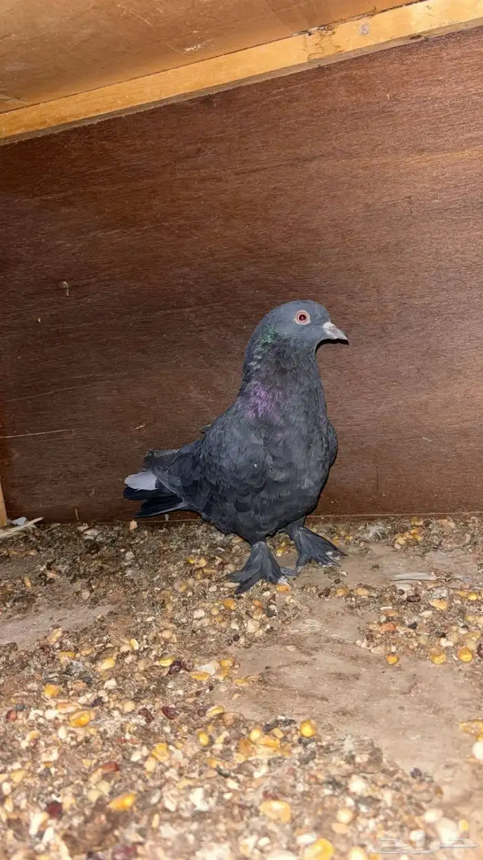 اتراك جوز وذكر الصحه 100 2