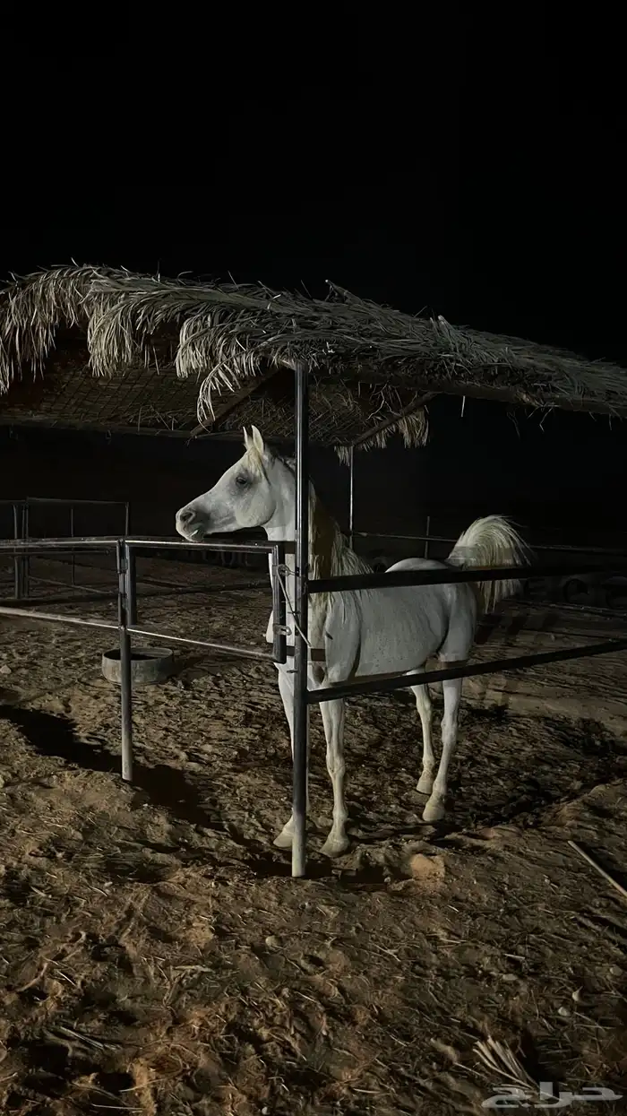 حصان للبيع 1