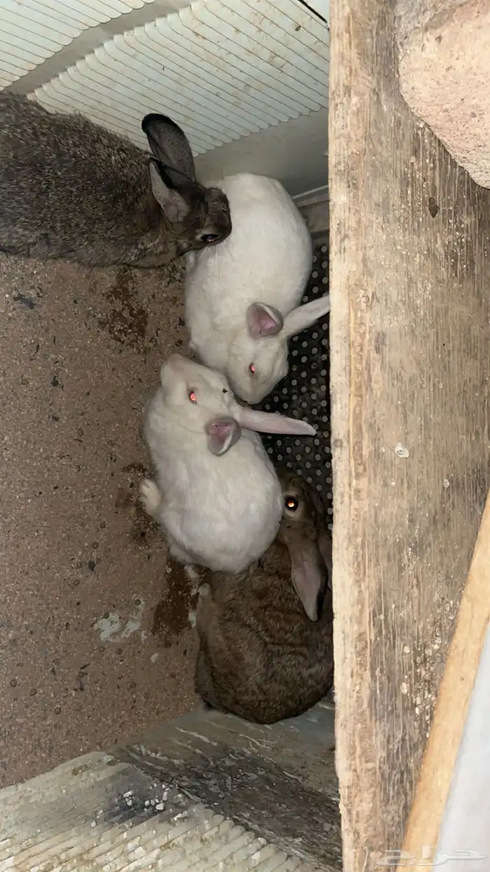 أرنب ذكر 2 واحد كبير الثاني صغير 3 أنثى 1