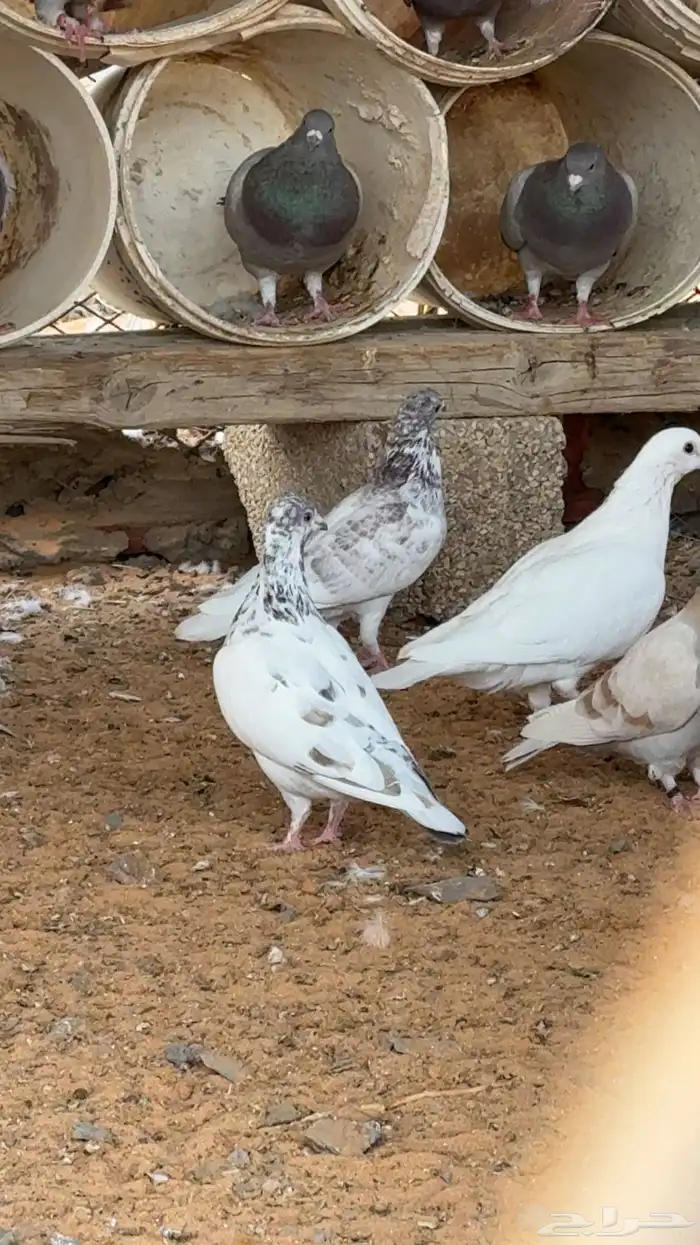 حمام بكستاني 2