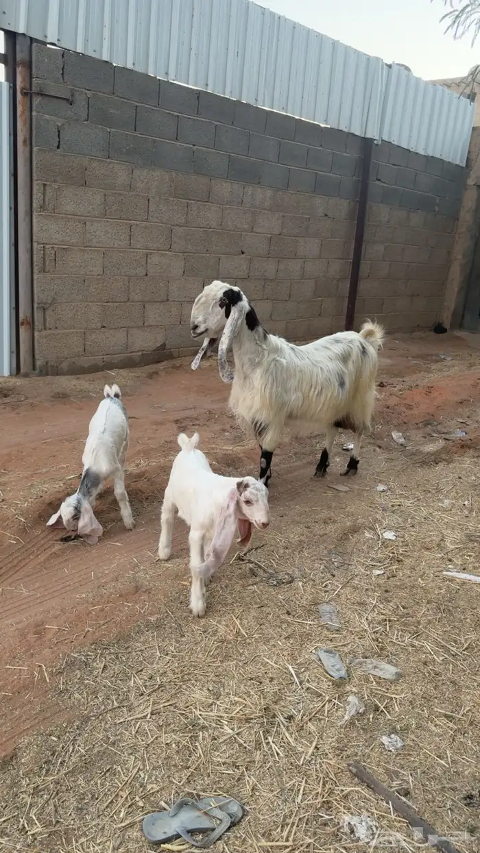 عنز مشروكة فاخرة متبع 0