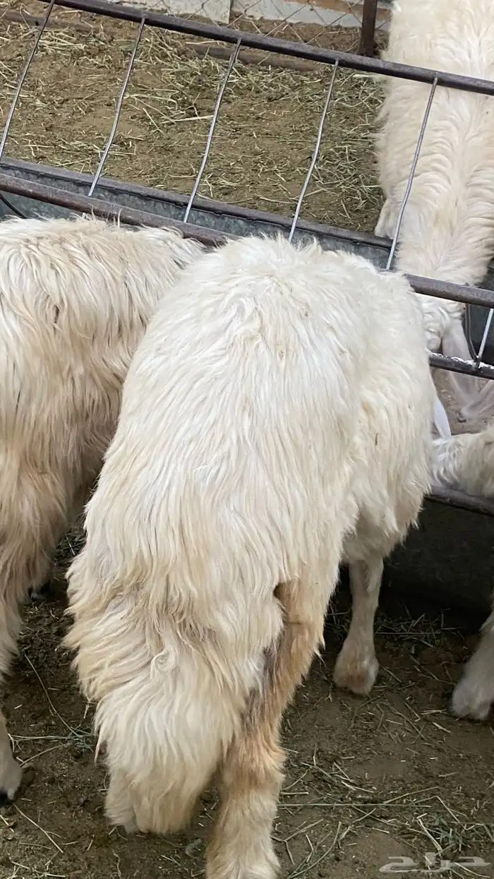 خرفان ورخال صفر (تم البيع) 3