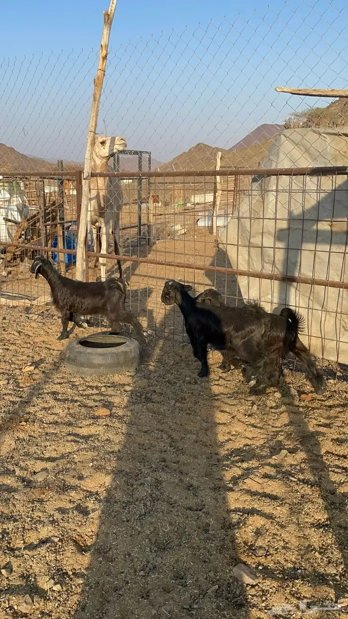 تيوس مندي(تم البيع) 8