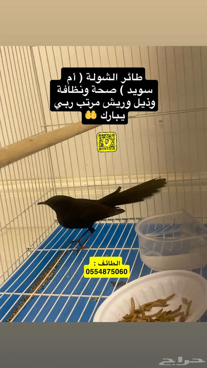 طاير الشولة ( أم سويد ) 0