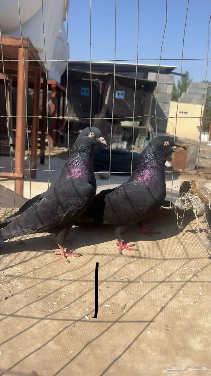 حمام قطيفي للبيع 2