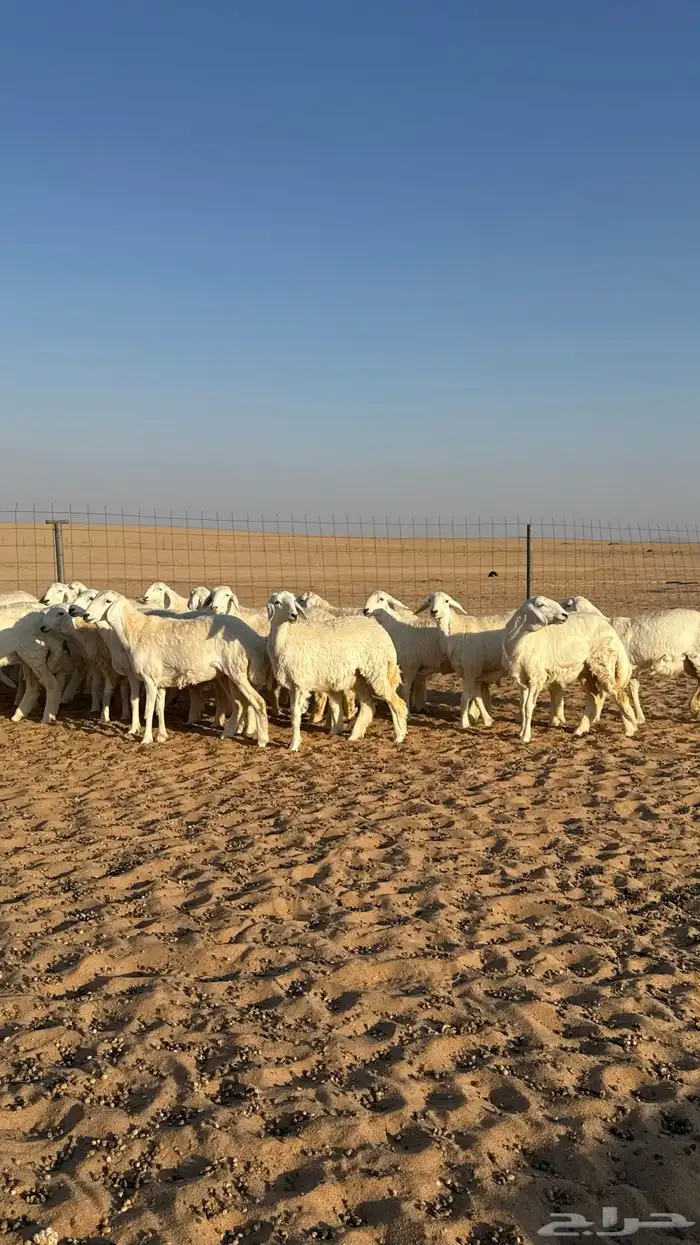 رخال جذعات حرش حلال فاخر 5