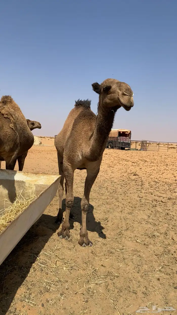 للبيع بكره 0