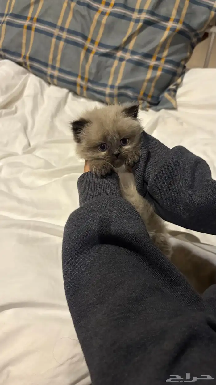 هجين سكوتش وهملايا 22