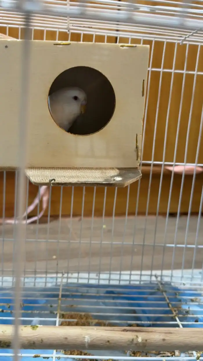 طيور ح ب للبيع مع بياضه واكل وقفص ومأكليات ومشربيات 0