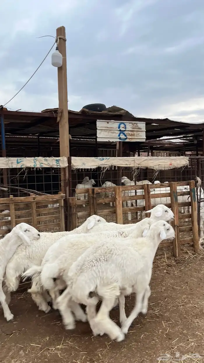 طليان حري ذبايح نظيف شرط 4