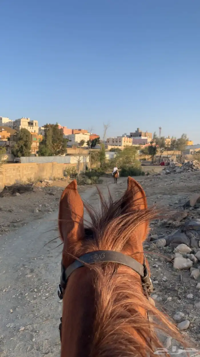 فرس لقاح للبيع 0