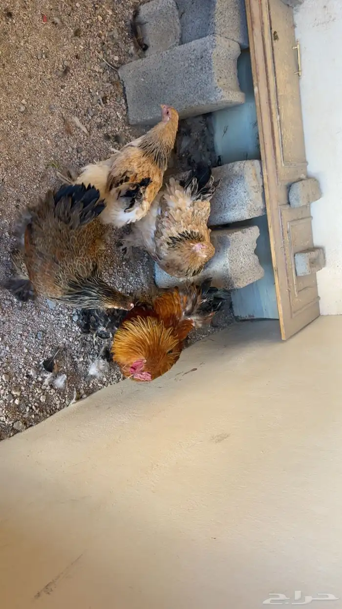 دجاج براهما 2