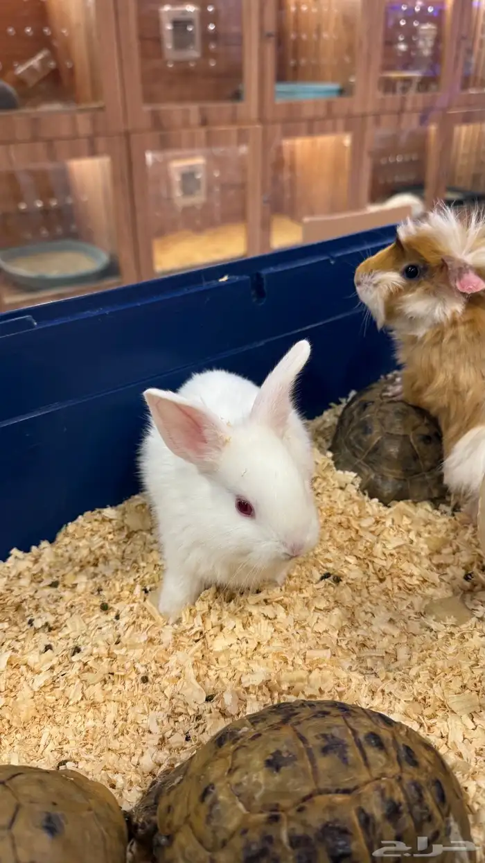 ارانب بانيز صغار 1