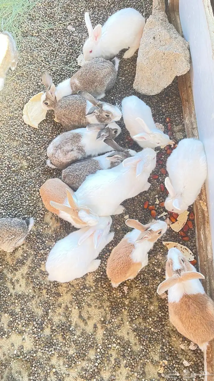 ارنب للبيع اتوصل واتس خاص 1