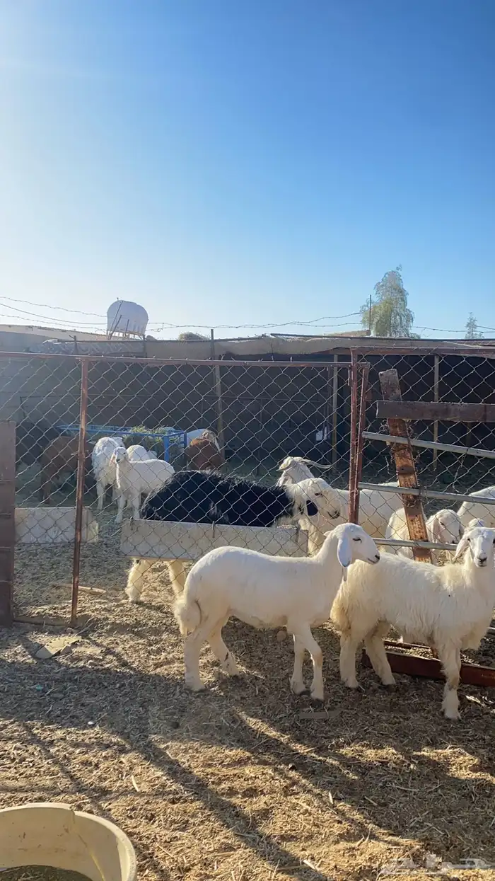 رخال حريه للبيع 4