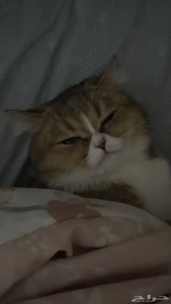 قطه للتزاوج 0