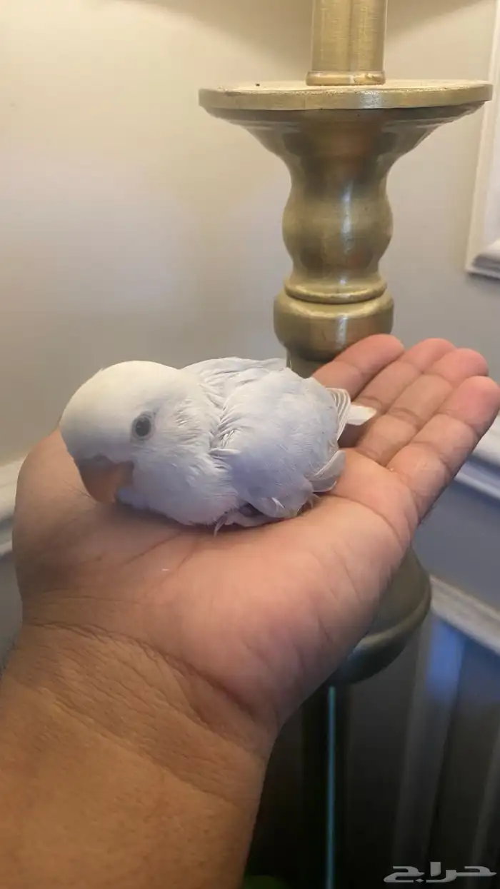 فرخ روز نهاية غر (( تم البيع خارج الموقع )) 0