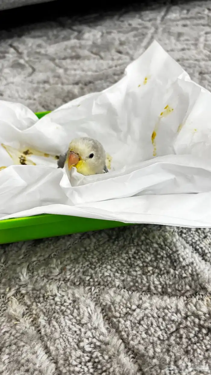 فرخ روز أليف العمر ماكمل شهر 6