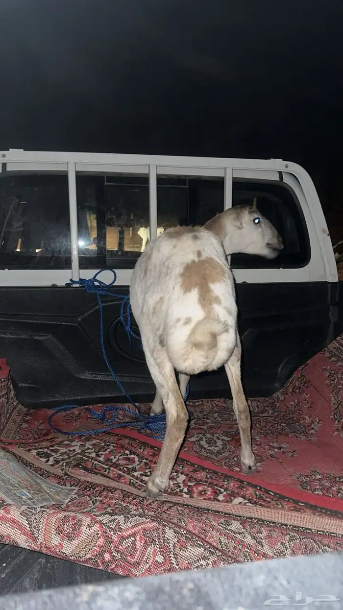 رخل رفيديه 0