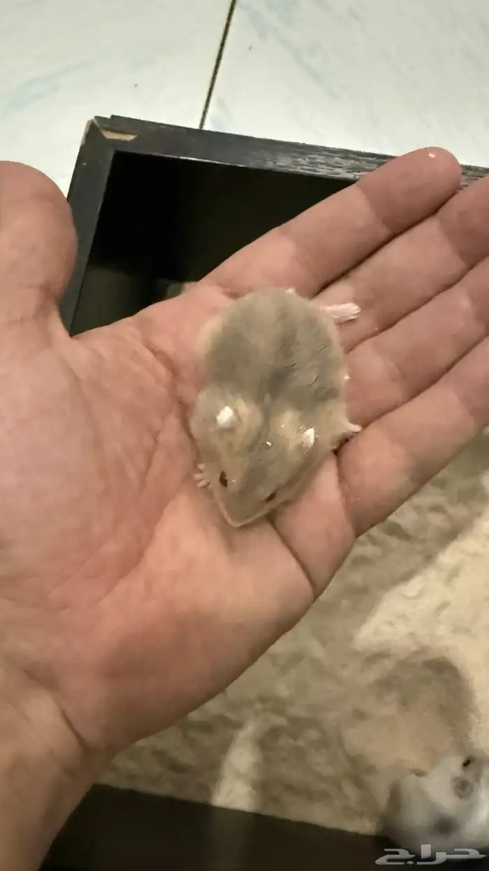 هامستر ونتر وايت (الدبدوب) للبيع 3