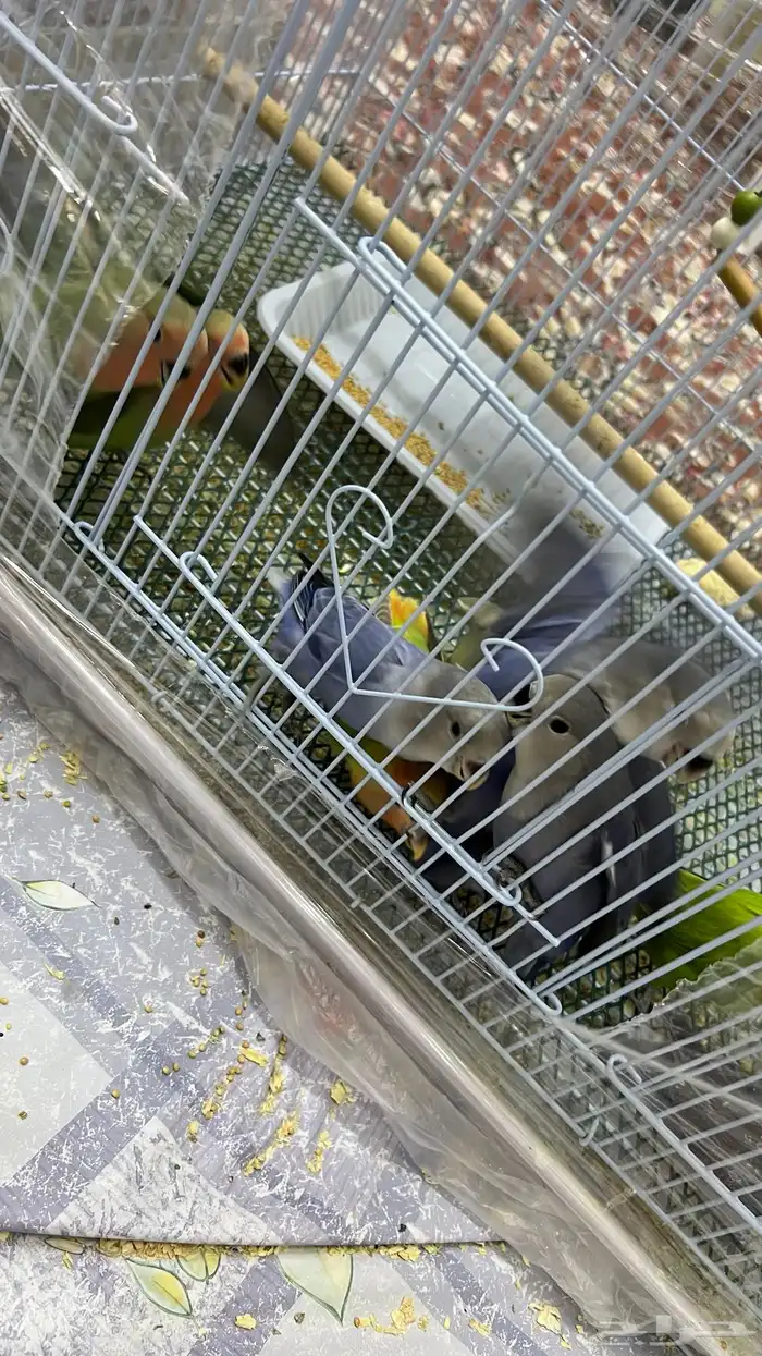 فروخ روز نهاية غر 1