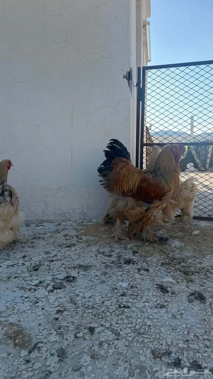 دجاج براهما طقم ديك ثلاث اناثي 2