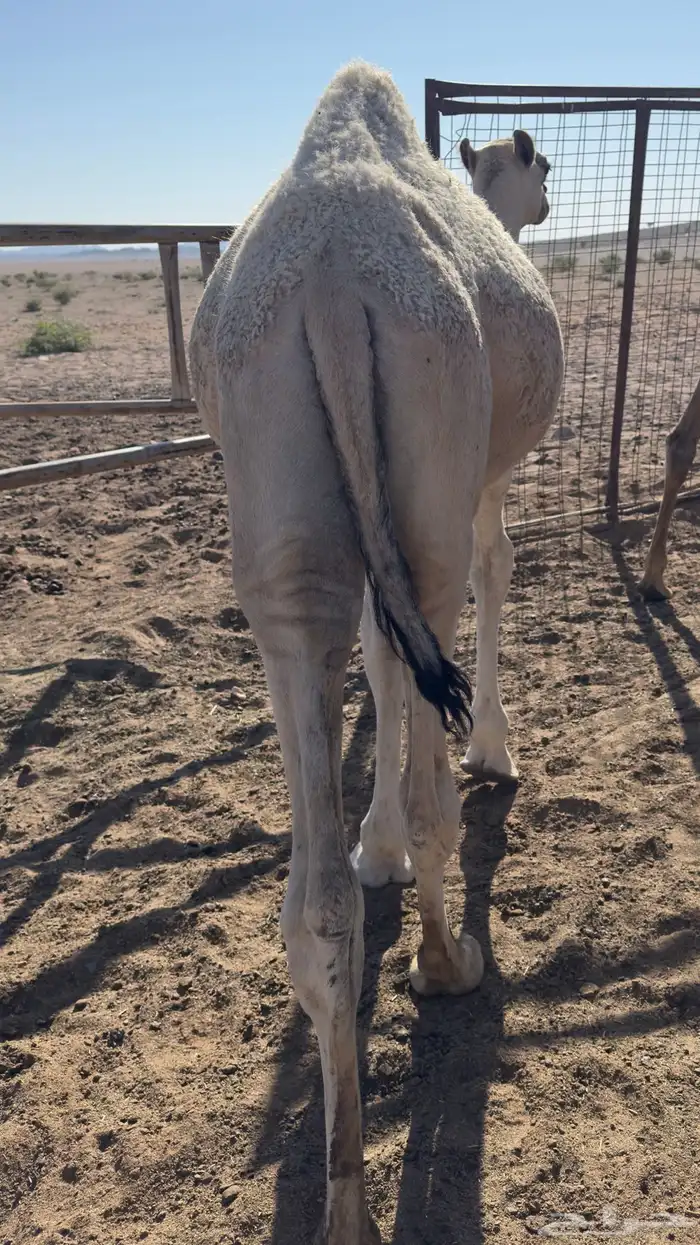 قعود للبيع العمر 7 شهور 1