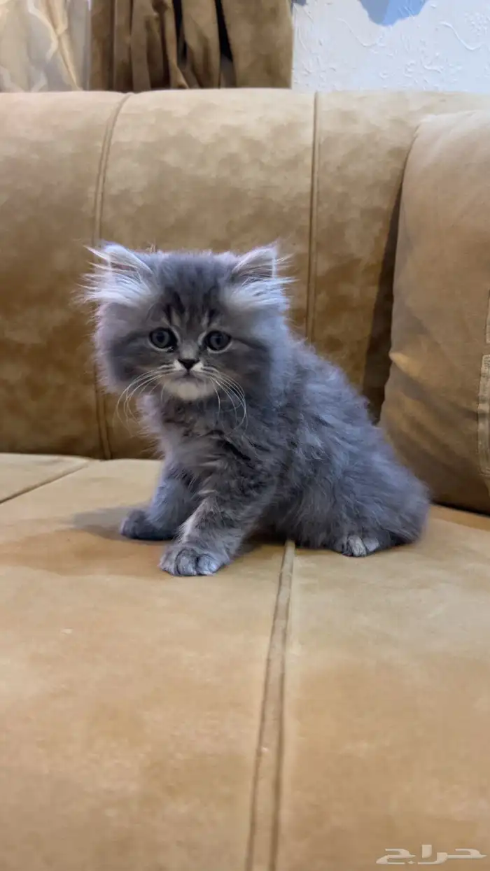 قط شيرازي رمادي فاخر   عمره 40 يوم فقط 0