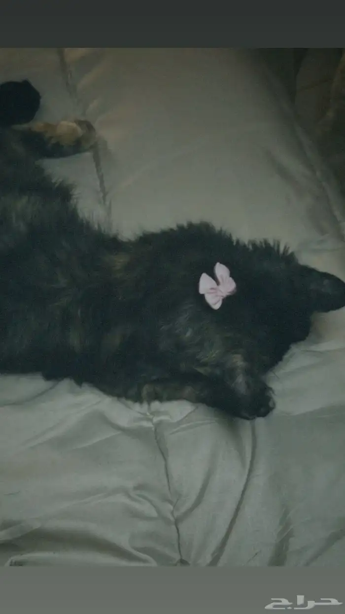 شيرازي تبني 1