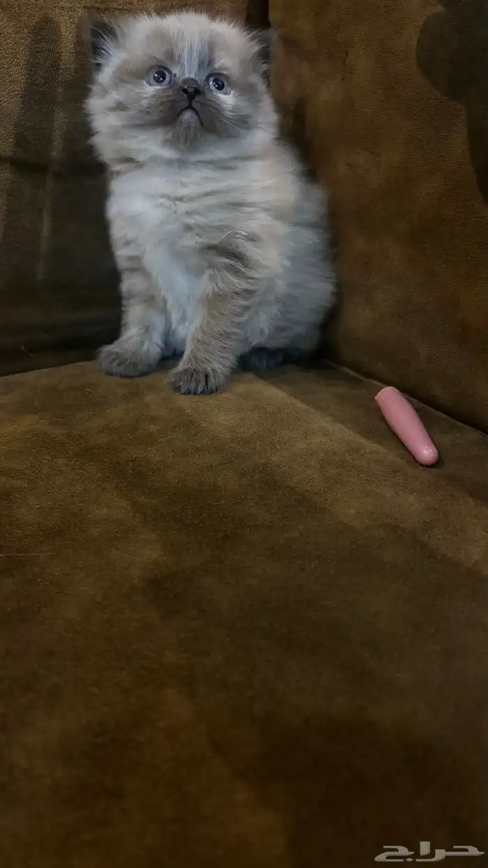 هجين سكوتش وهملايا 20