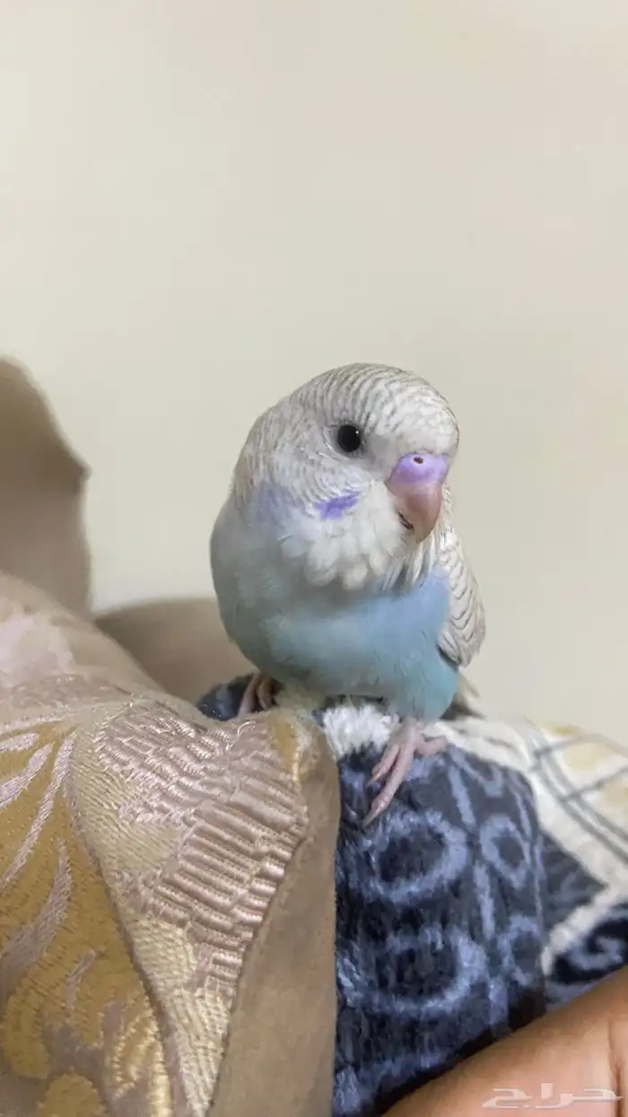 فرخ بادجي يقبل غر خارجي بشراهه شرط كل شي 2