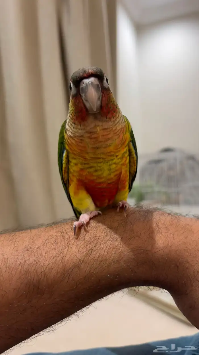 فرخين كنيور بداية فطام 3