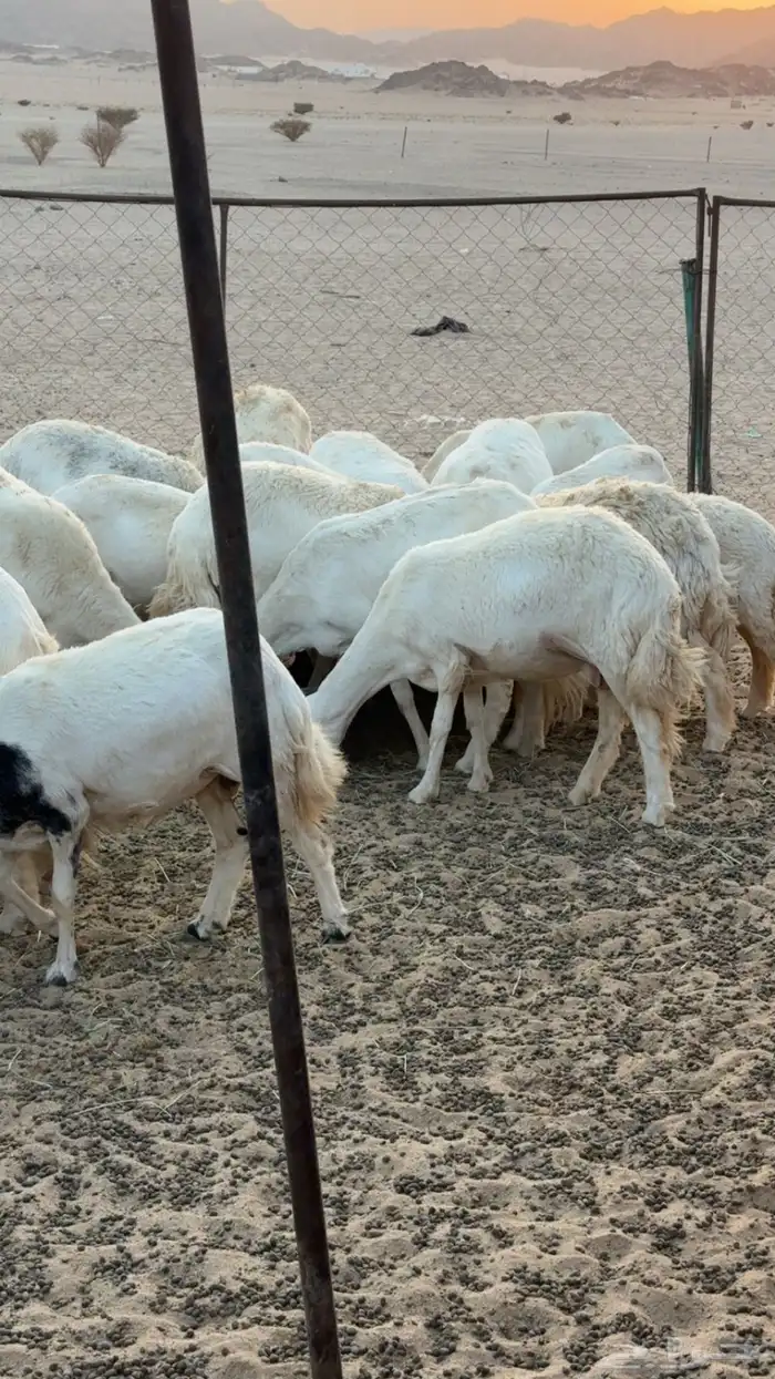 غنم مراح كفو كفو متابيع ودفيع 9