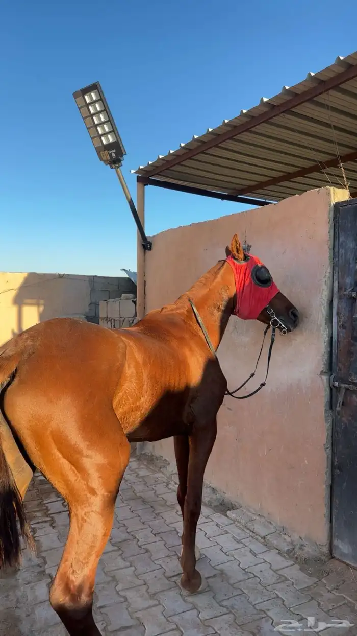 حصان شعبي كفو للبيع 1