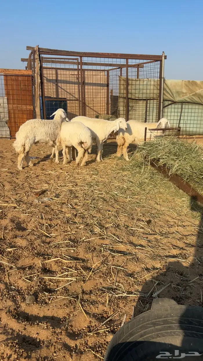 رخال طيبة للبيع 1