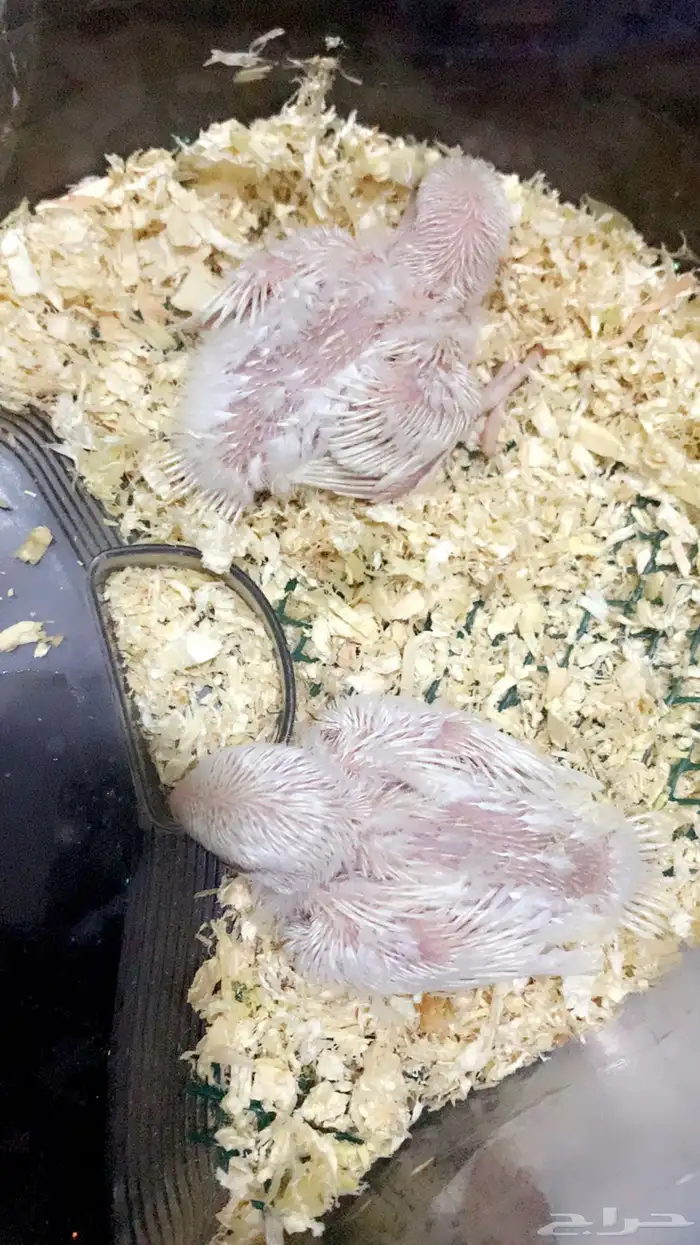 فروخ روز البينو عيون (مباع ) خارج الموقع 1