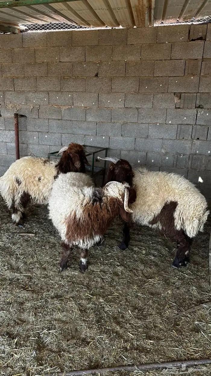 ذبايح نعيم 0