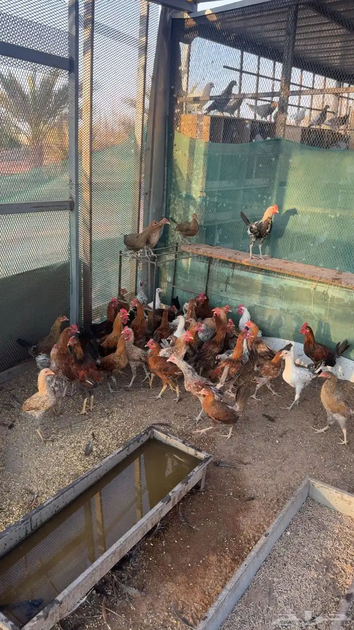 للبيع دجاج بلدي حي 0