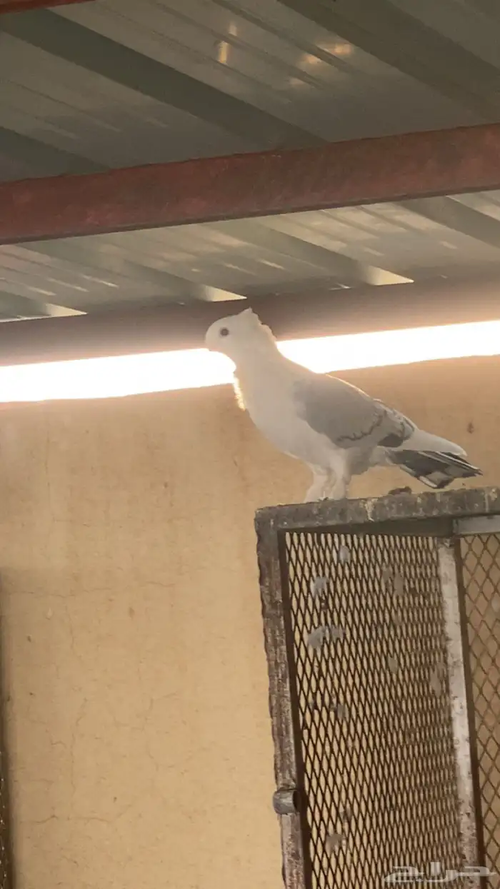 حمام باكستاني و حب رمان 7