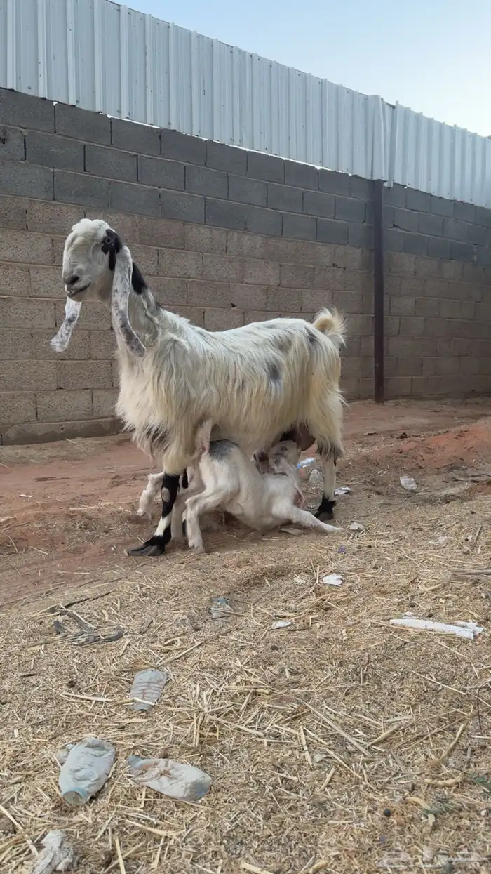 عنز مشروكة فاخرة متبع 2