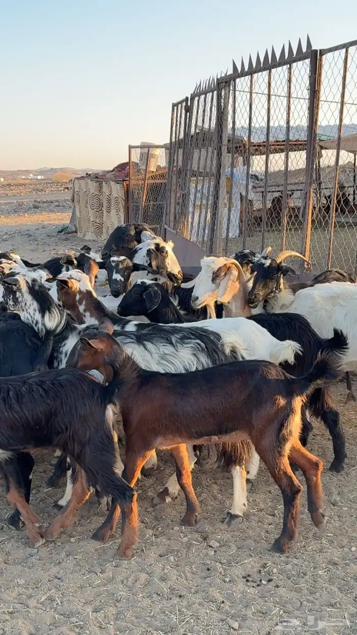 معزا ديره ونظافه خوات بعض مراح بنات اغلبها صغار سن بفحلها 4