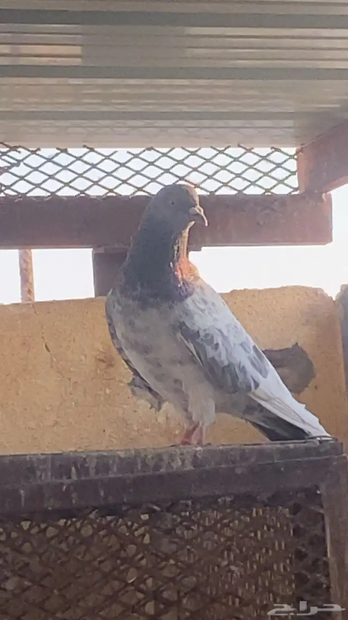 حمام باكستاني و حب رمان 0