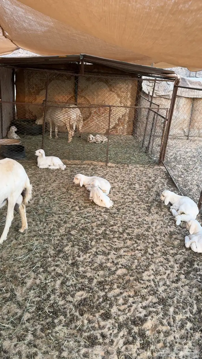 غنم مراح كفو كفو متابيع ودفيع 5