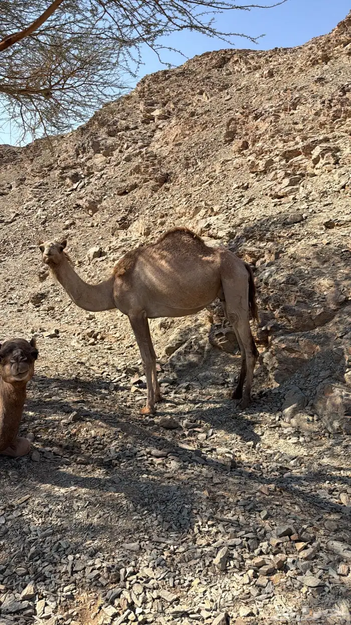 7نياق فيهن 2حمر. والباقي مهجنات وفيهن 3متالي عليهن سوم 5200ج 2