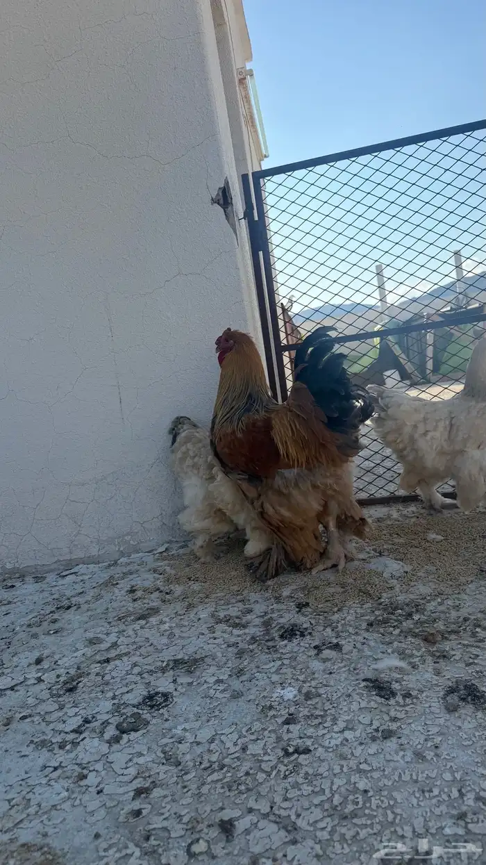 دجاج براهما طقم ديك ثلاث اناثي 0