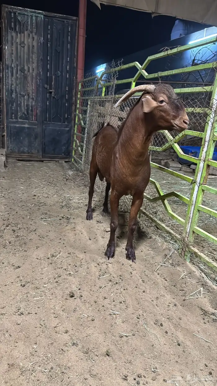 تبس فحل صنف. الدهم 1