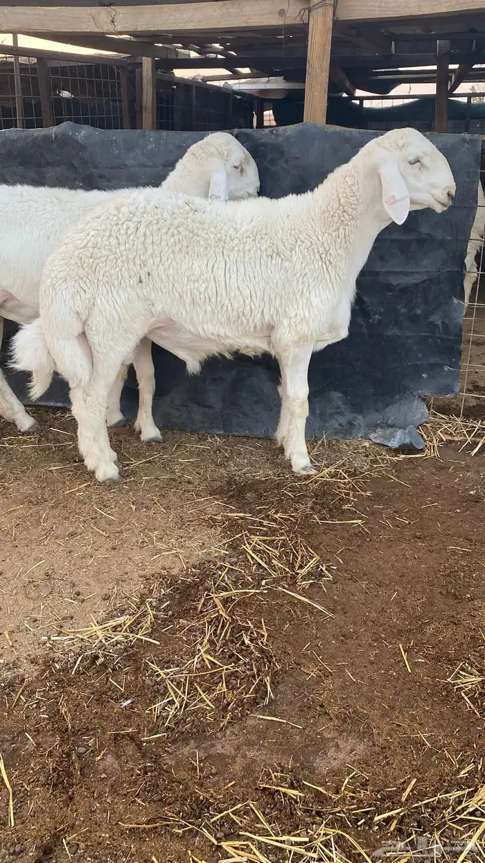 طلي حري صنف وبره قطنيه وارتفاع فاخر 5