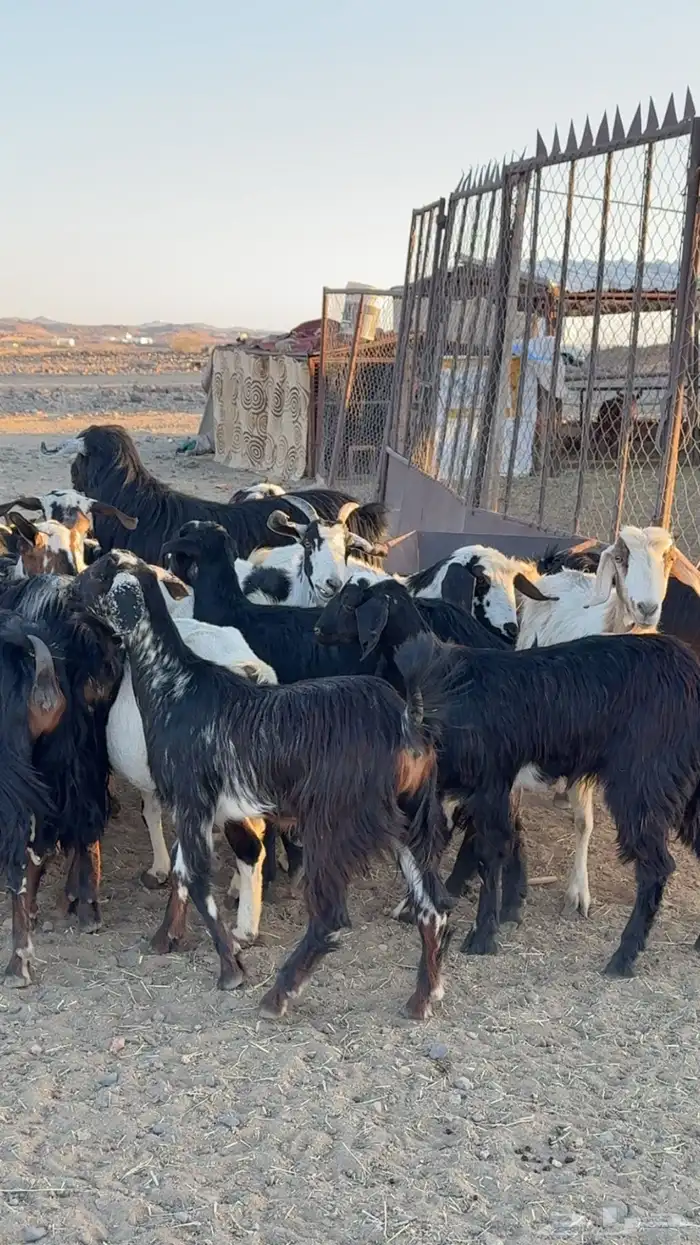 معزا ديره ونظافه خوات بعض مراح بنات اغلبها صغار سن بفحلها 6