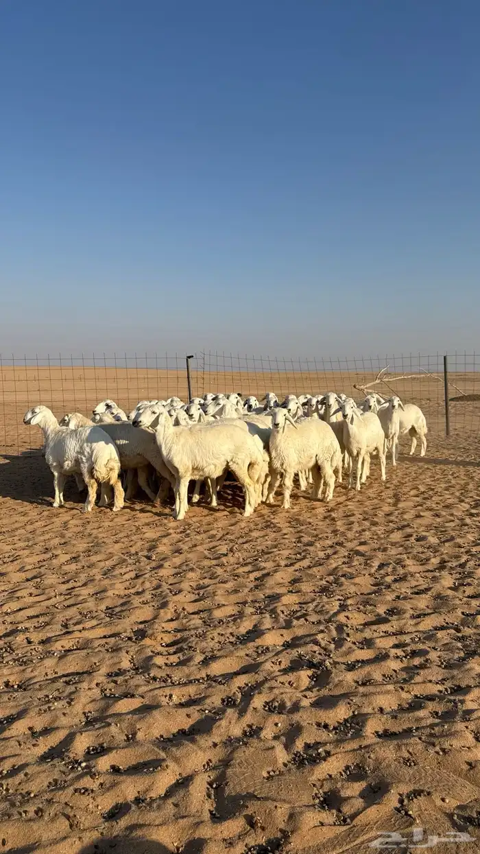 رخال جذعات حرش حلال فاخر 11