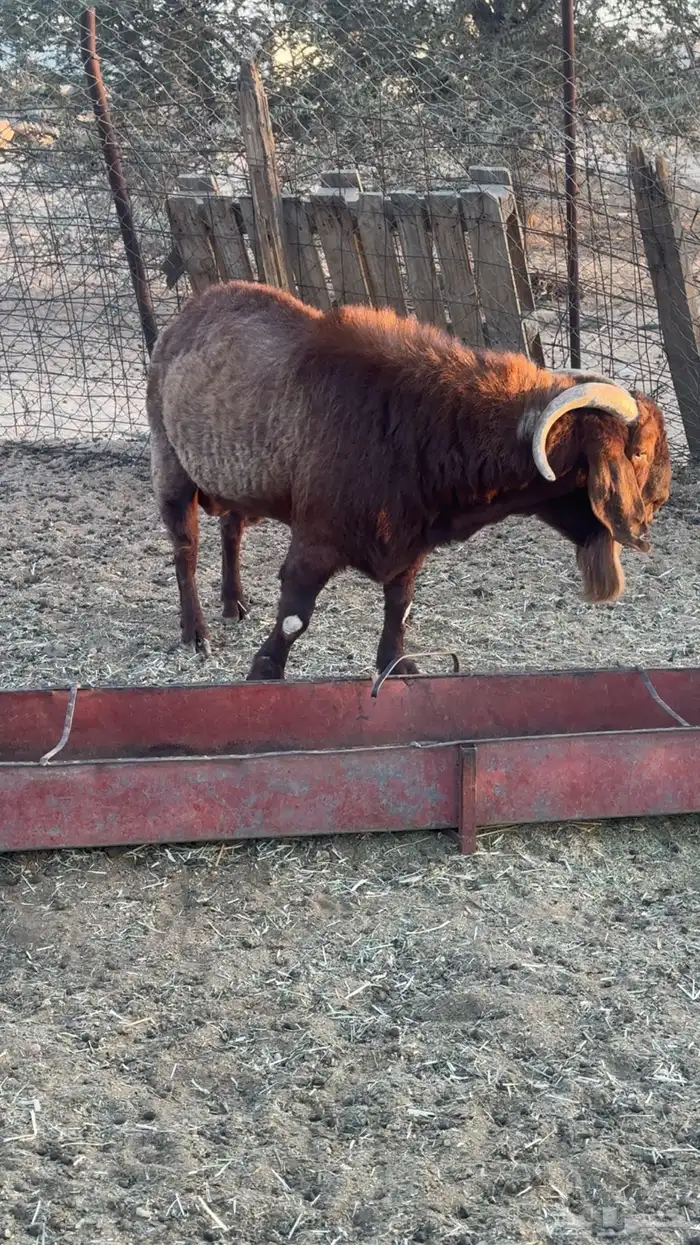 تيس كلهاري بيور 5